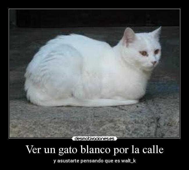 Ver un gato blanco por la calle - y asustarte pensando que es walt_k
