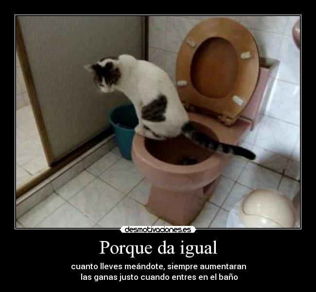 carteles bano gatoswater meandote desmotivaciones