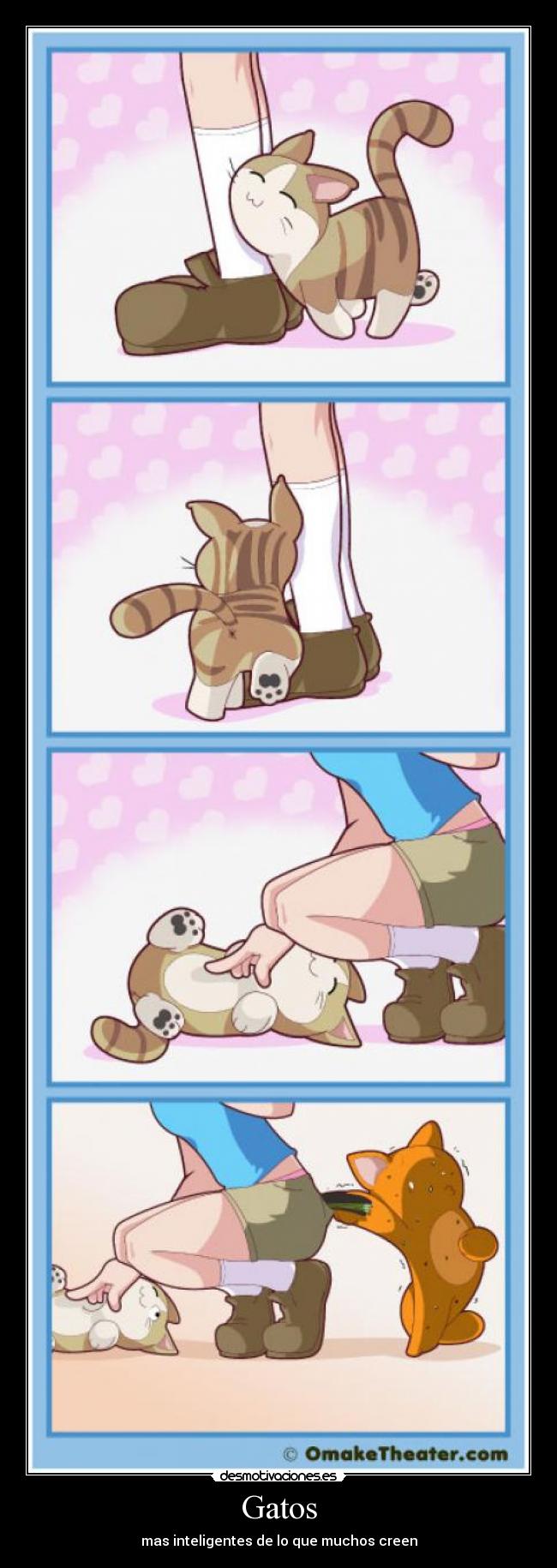 Gatos - mas inteligentes de lo que muchos creen