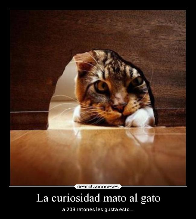 La curiosidad mato al gato - a 203 ratones les gusta esto....