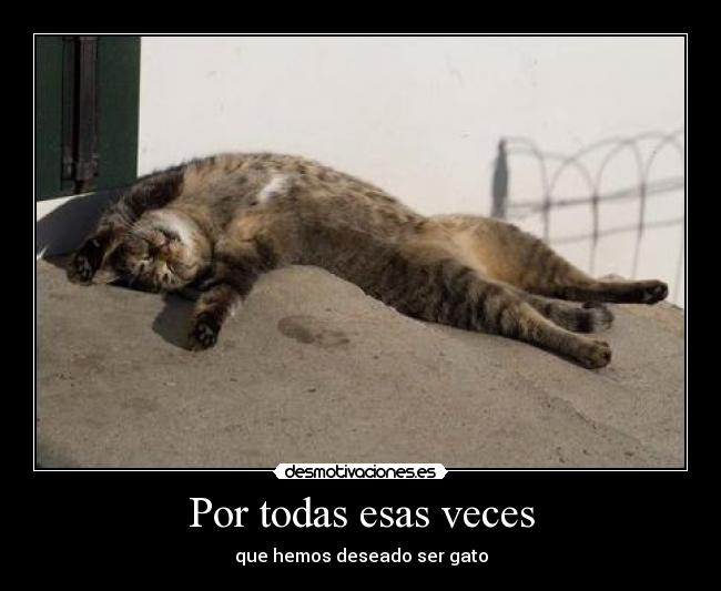 Por todas esas veces - que hemos deseado ser gato