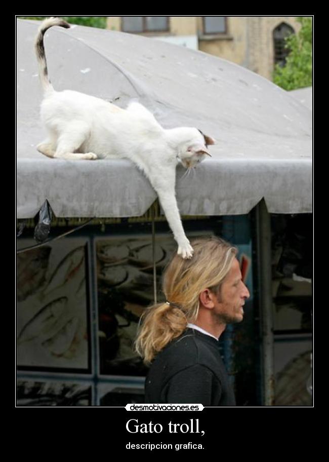 Gato troll, - 