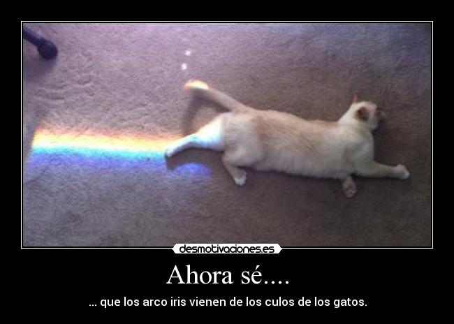 Ahora sé.... - ... que los arco iris vienen de los culos de los gatos.