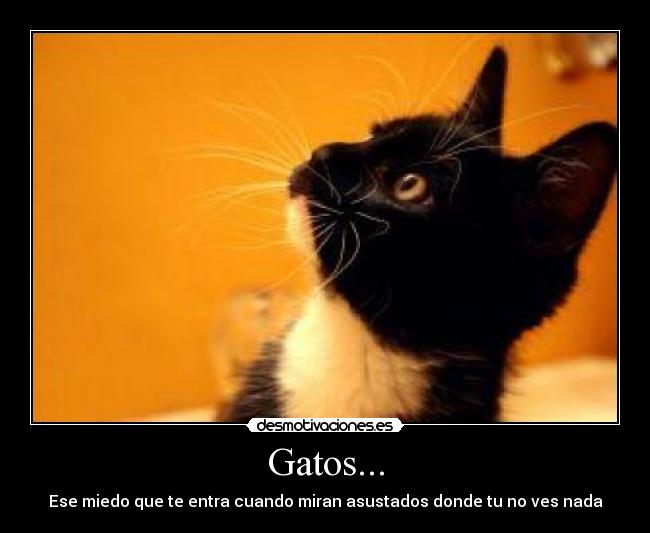 Gatos... - Ese miedo que te entra cuando miran asustados donde tu no ves nada