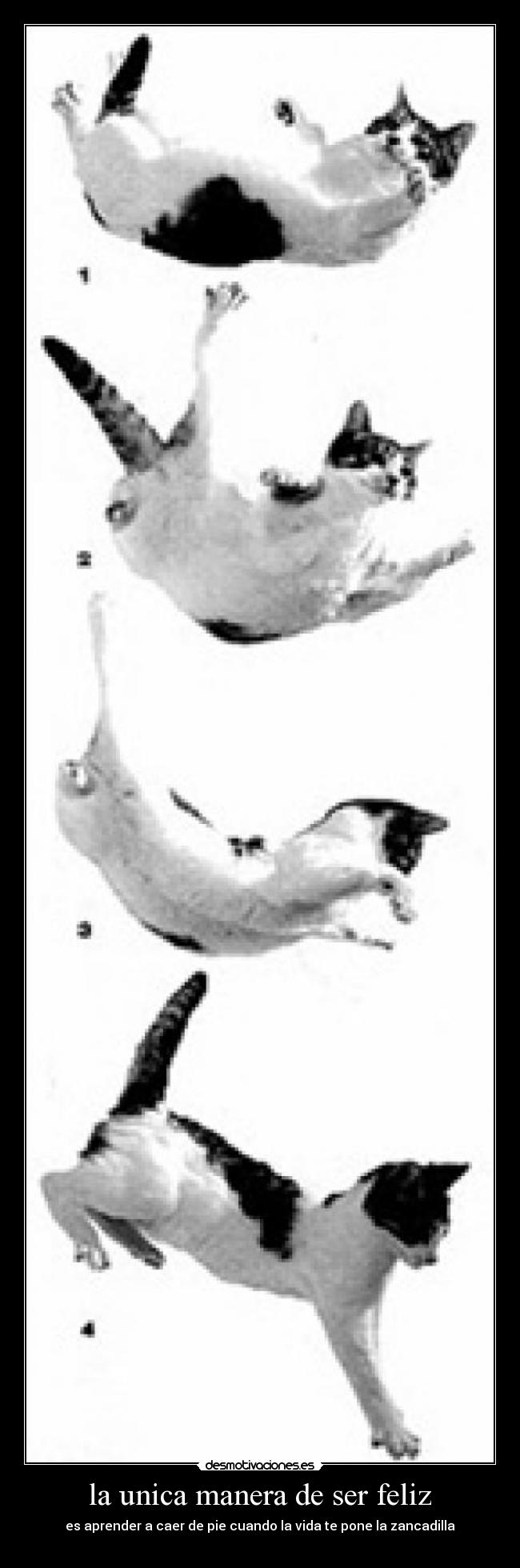 la unica manera de ser feliz - es aprender a caer de pie cuando la vida te pone la zancadilla
