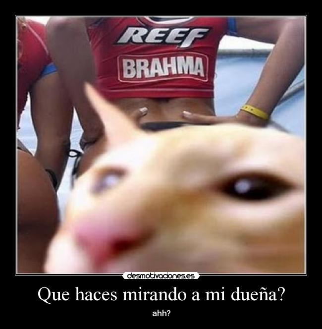 Que haces mirando a mi dueña? - ahh?