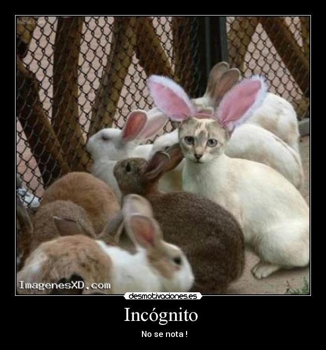 carteles gato desmotivaciones