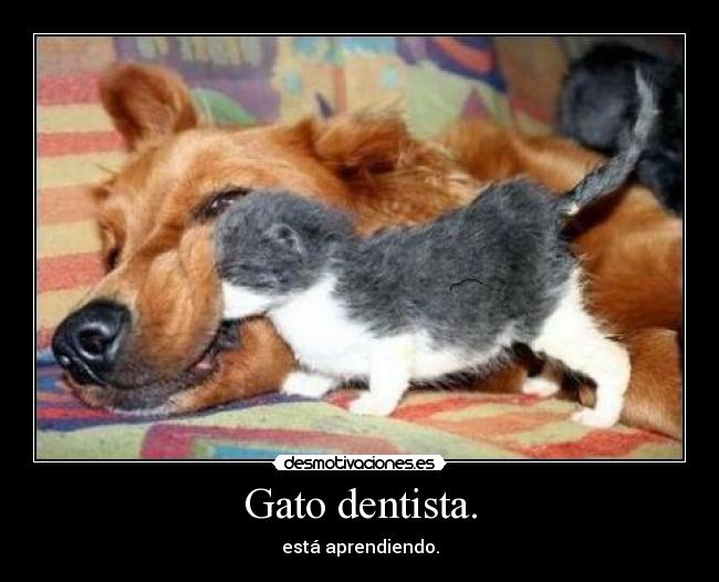 Gato dentista. - 