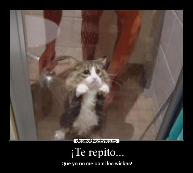 ¡Te repito... - Que yo no me comi los wiskas!