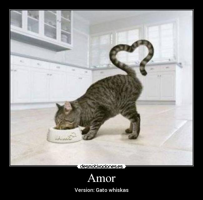 Amor -