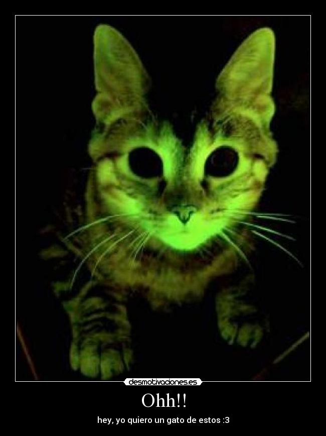 Ohh!! - hey, yo quiero un gato de estos :3