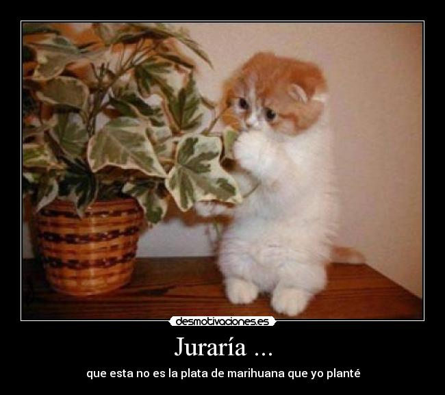 Juraría ... -