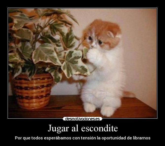 carteles escondite gatostension desmotivaciones