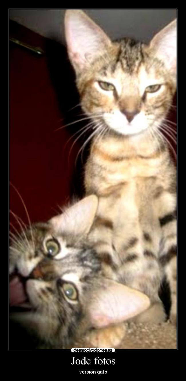 Jode fotos - version gato