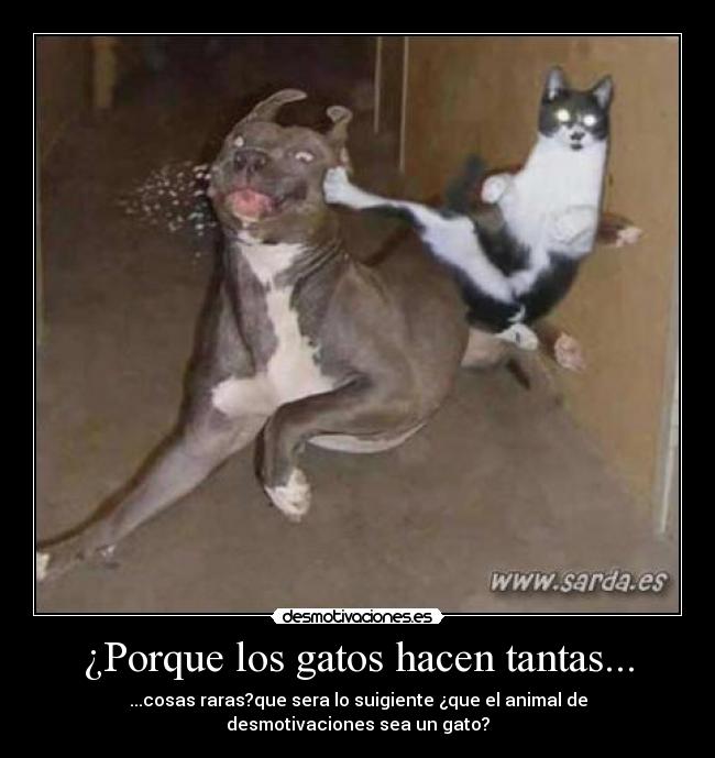 ¿Porque los gatos hacen tantas... - ...cosas raras?que sera lo suigiente ¿que el animal de desmotivaciones sea un gato?