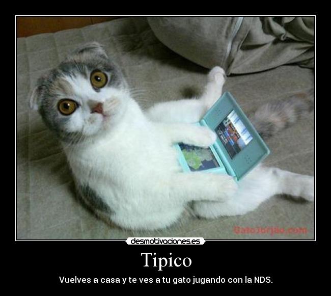 Tipico - Vuelves a casa y te ves a tu gato jugando con la NDS.