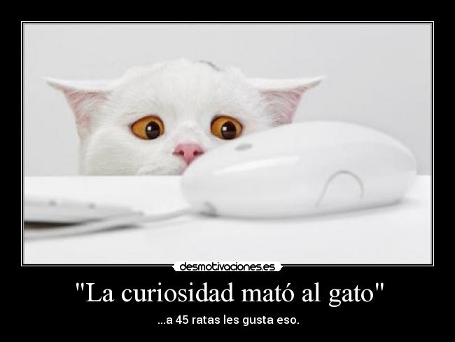 carteles curiosidad gatosratas desmotivaciones