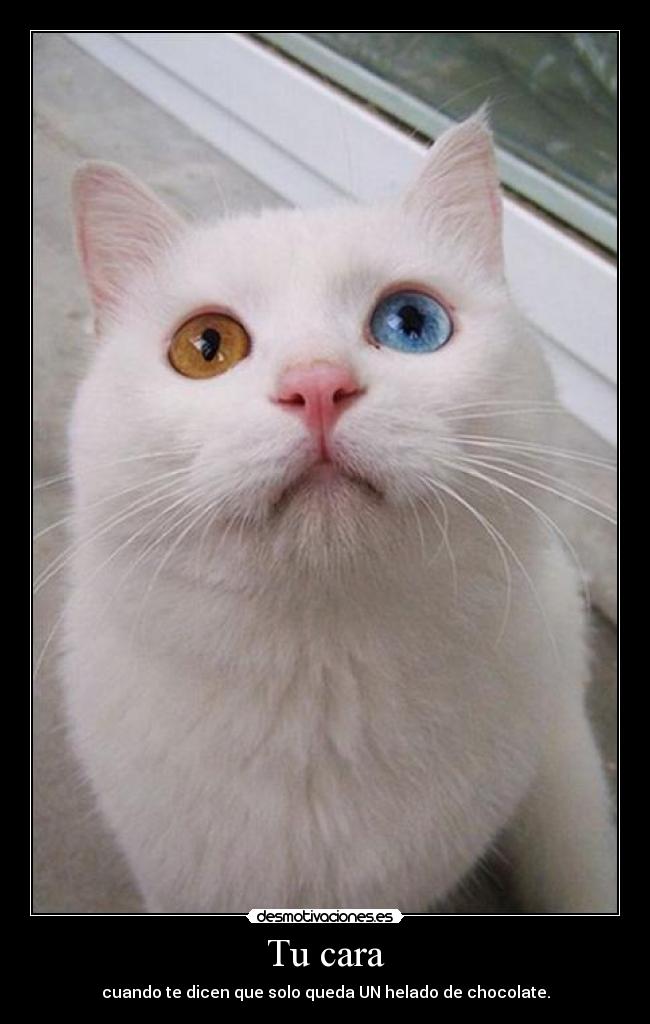 Tu cara - cuando te dicen que solo queda UN helado de chocolate.