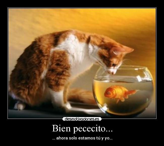 Bien pececito... - ... ahora solo estamos tú y yo...