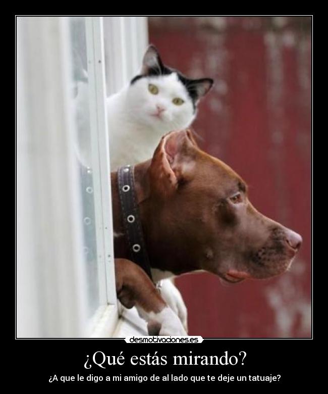 ¿Qué estás mirando? - ¿A que le digo a mi amigo de al lado que te deje un tatuaje?