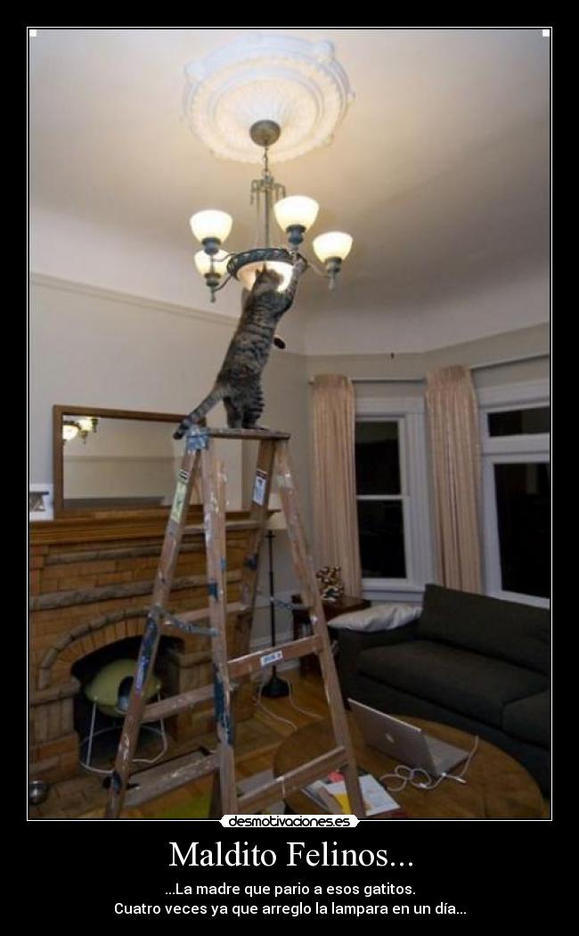 Maldito Felinos... -