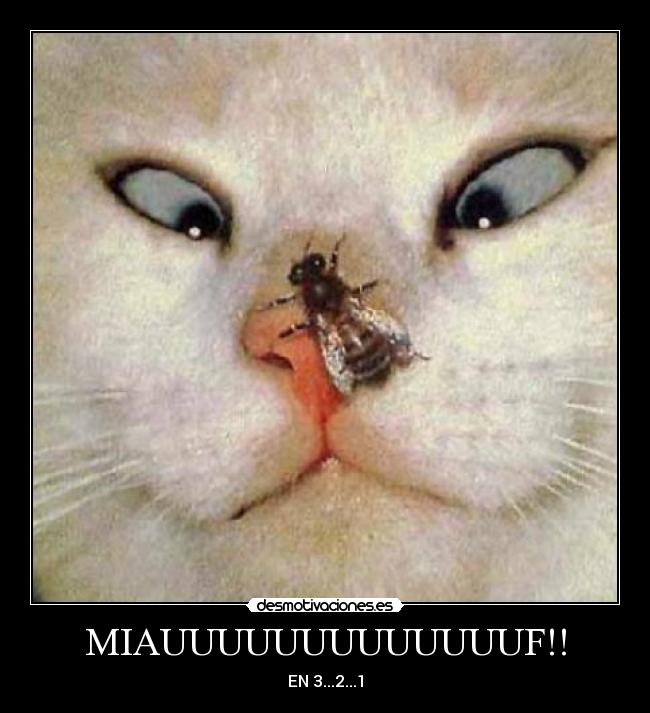 carteles miafudolorfffffffff desmotivaciones