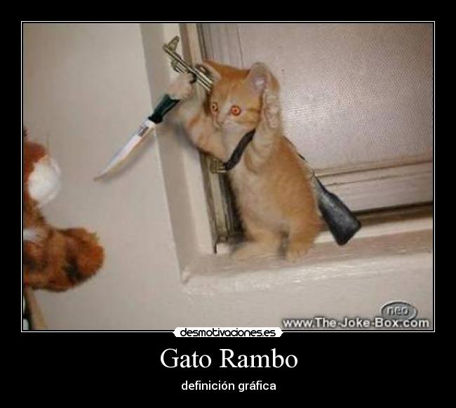 Gato Rambo -