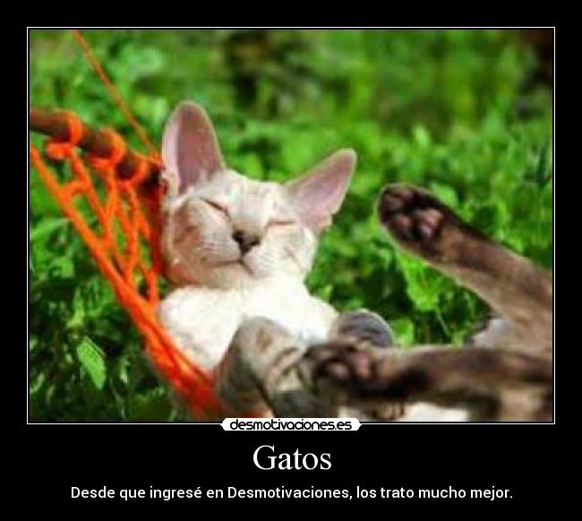 Gatos - 