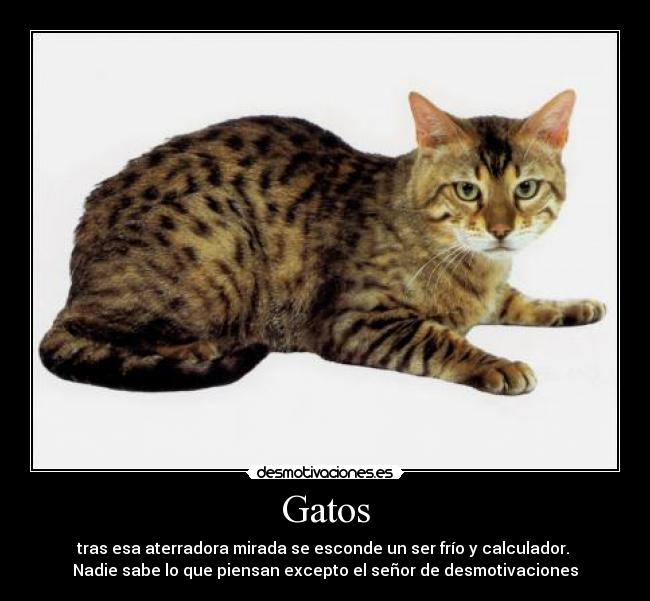 Gatos - 