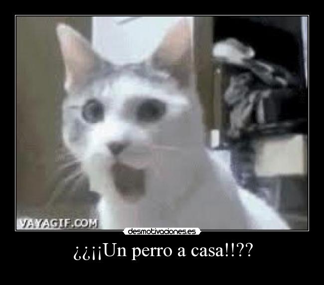 ¿¿¡¡Un perro a casa!!?? -