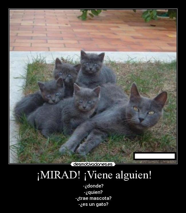 ¡MIRAD! ¡Viene alguien! -