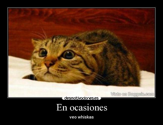 En ocasiones - veo whiskas