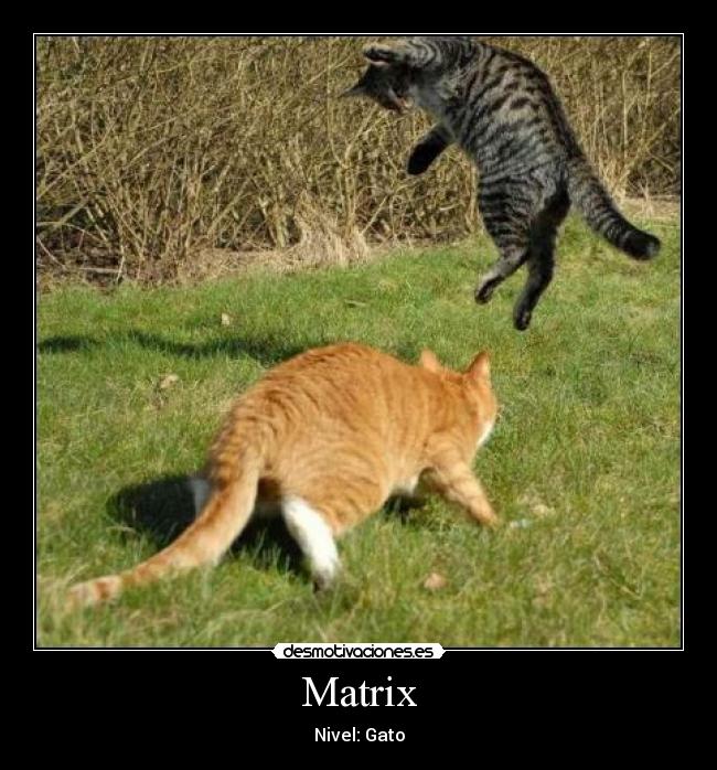 Matrix - Nivel: Gato