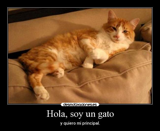 Hola, soy un gato - y quiero mi principal.