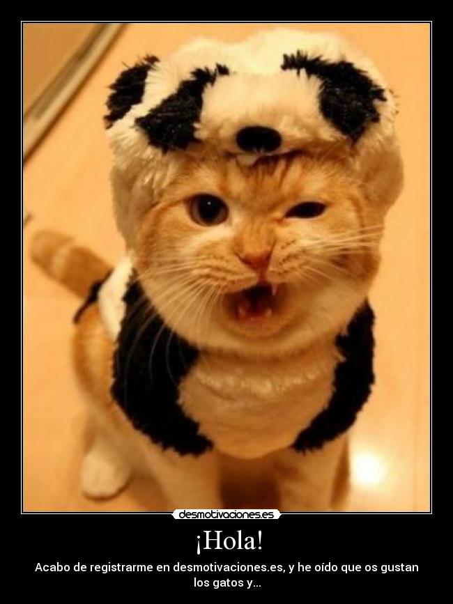 carteles gatospanda hola registrarse desmotivacioneses desmotivaciones