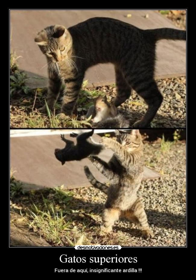 Gatos superiores - 