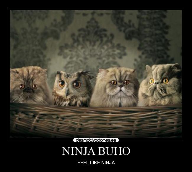 NINJA BUHO - 