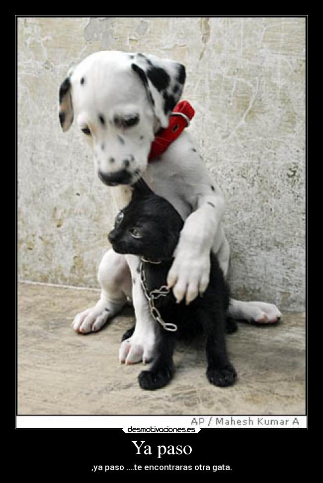 Ya paso - ,ya paso ....te encontraras otra gata.