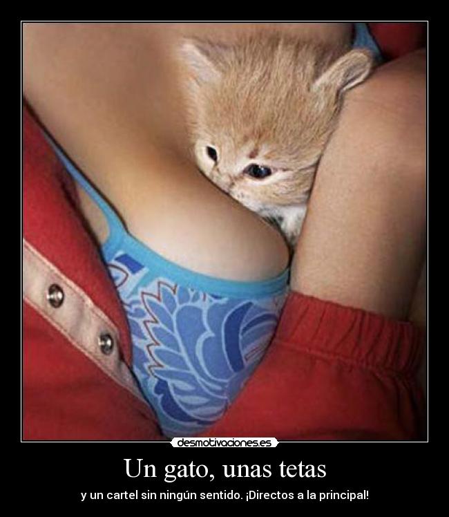 Un gato, unas tetas - 