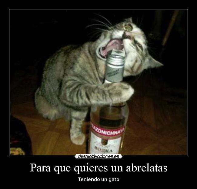 carteles gato desmotivaciones