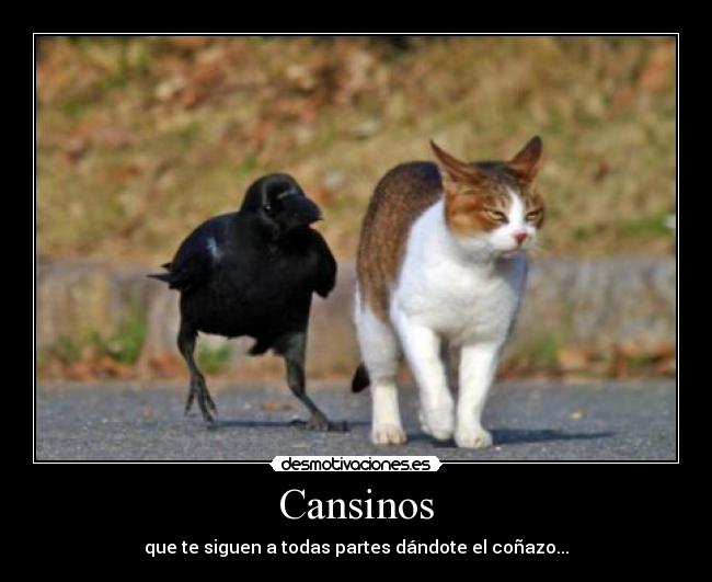 Cansinos - 