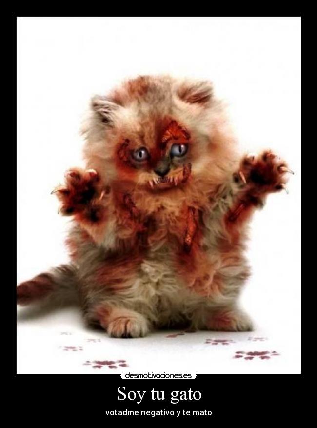Soy tu gato -
