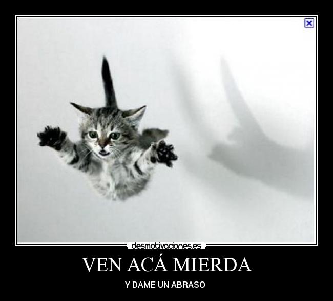 carteles gato desmotivaciones