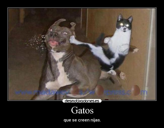Gatos - que se creen nijas.