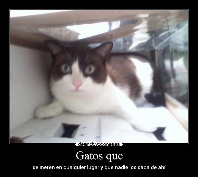 Gatos que - 