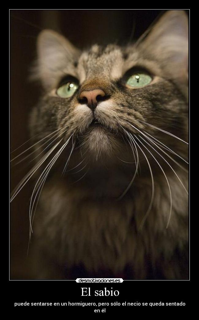 carteles sabiduria desmotivaciones