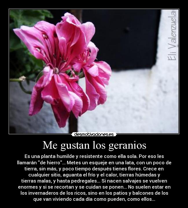 Me gustan los geranios - 
