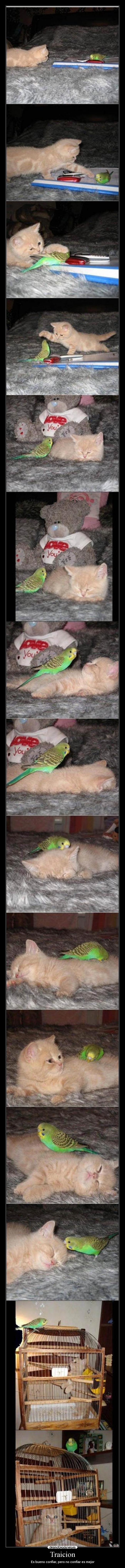 Traicion - Es bueno confiar, pero no confiar es mejor