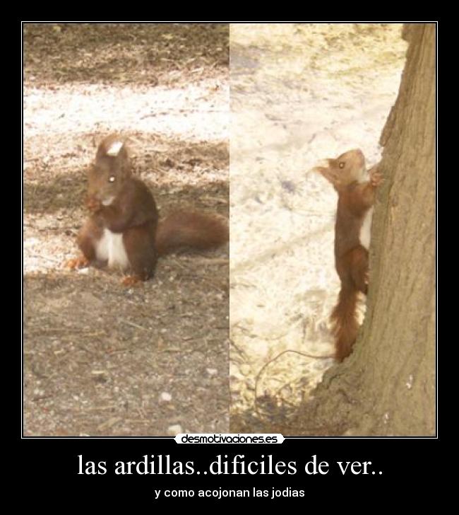 carteles ardillas desmotivaciones