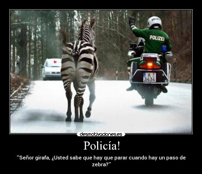 carteles zebra girafa desmotivaciones